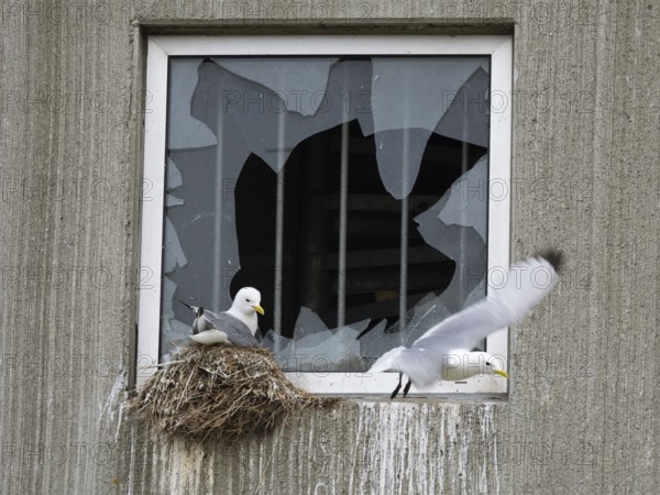 Black-legged kittiwake (Rissa tridactyla), breeding bird on nest, built on fishing harbour building window ledge, May, Varanger Fjord, Norway, Europe