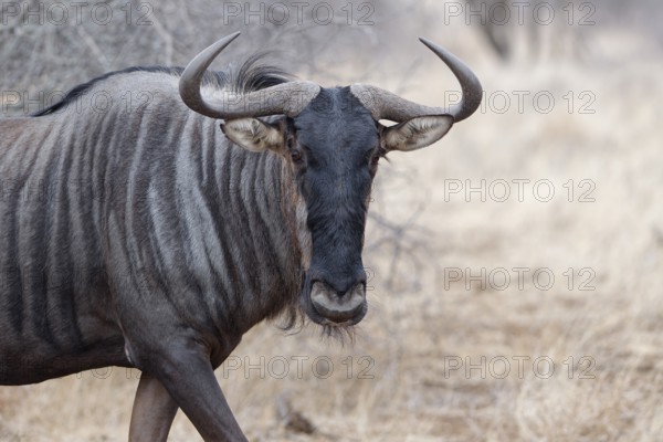 Blue wildebeest (Connochaetes taurinus), adult gnu walking, animal portrait, head close-up, Kruger National Park, South Africa, Africa