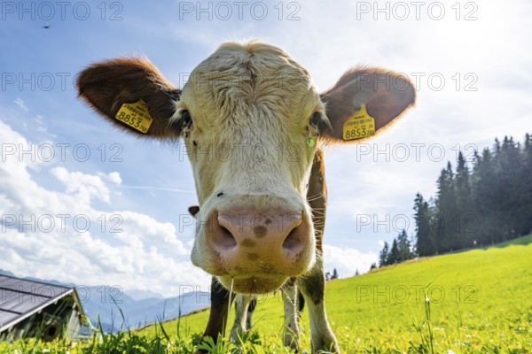 Young curious calf (Bos primigenius taurus), cow on an alpine meadow, snout stretched towards the camera, Simmental cattle, Hochbrixen, Brixen im Thale, Tyrol, Austria, Europe