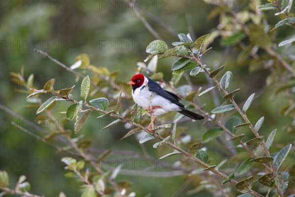 Mantled cardinal (Paroaria capitata) Pantanal Brazil