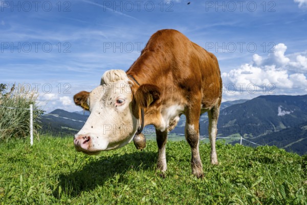 Calf (Bos primigenius taurus), cow with bell on an alpine meadow, Simmental cattle, Hochbrixen, Brixen im Thale, Tyrol, Austria, Europe