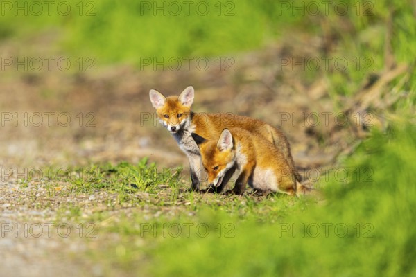 Fox (Vulpes vulpes) puppies Germany