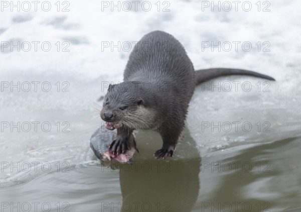 Otter (Lutra lutra) eating prey fish at a partly frozen pond, snow, Germany, Europe