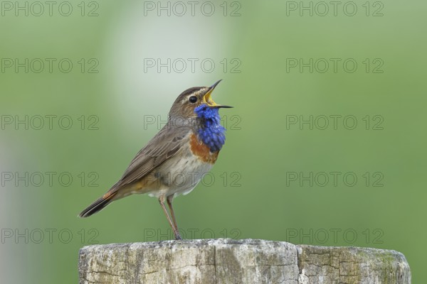 Bluethroat (Luscinia svecica cyanecula), male, singing on a pasture fence post, wildlife, Lembruch, Ochsen Moor, Dümmer nature park Park, Lower Saxony, Germany, Europe