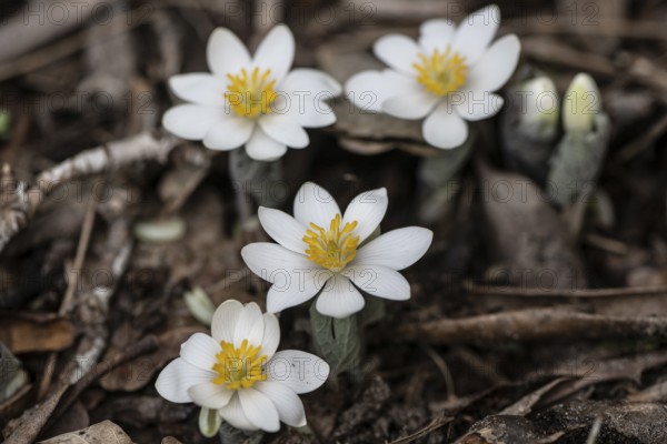 Canadian bloodroot (Sanguinaria canadensis), Emsland, Lower Saxony, Germany, Europe