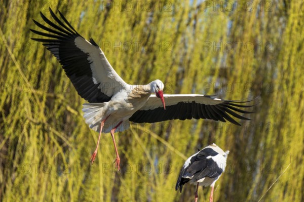 Two storks approaching nest, surrounded by green trees, White Stork (Ciconia ciconia), wildlife, Germany, Europe