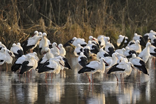 White storks (Ciconia ciconia), large flock roosting in shallow water, Flachsee, Canton Aargau, Switzerland, Europe