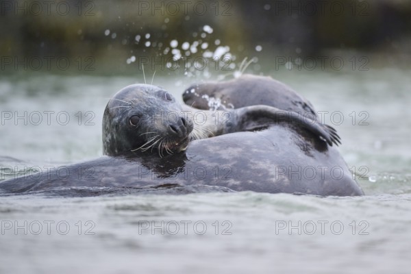 Grey seal (Halichoerus grypus) playing with each other in the water, sea, Düne, Helgoland, Schleswig-Holstein, Germany, Europe