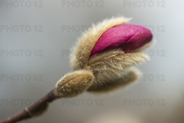 Star magnolia (Magnolia stellata Hybride), bud, Rhineland-Palatinate, Germany, Europe