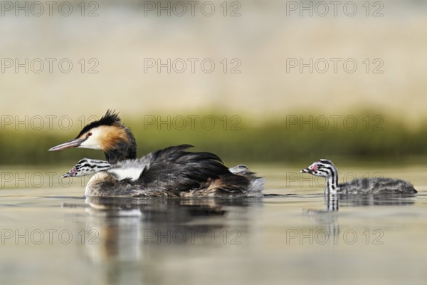 Great Crested Grebe (Podiceps scalloped ribbonfish), with chicks in plumage and swimming in Lake Zug, Canton Zug, Switzerland, Europe