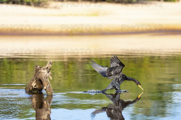 Humboldt Cormorant (Phalacrocorax brasilianus) Pantanal Brazil