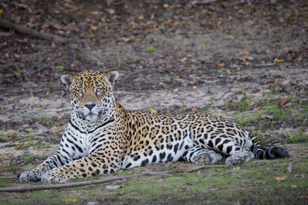 Jaguar (Panthera onca) Pantanal Brazil
