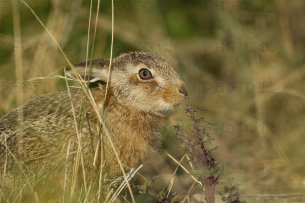 European brown hare (Lepus europaeus) juvenile leveret in grassland smelling a thistle leaf in summer, England, United Kingdom, Europe