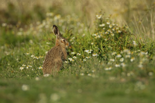 European brown hare (Lepus europaeus) juvenile leveret in grassland with wildflowers in summer, England, United Kingdom, Europe