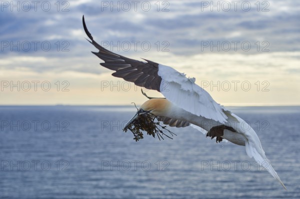 Northern gannet (Morus bassanus) flying over the sea with rivet material in the beak, landing wildlife, Helgoland, Germany, Europe
