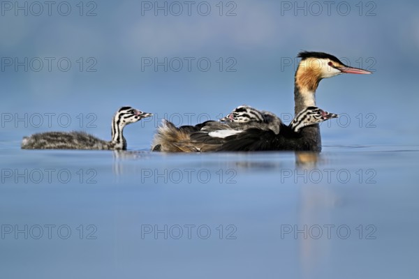 Great Crested Grebe (Podiceps Scalloped ribbonfish), with two chicks in plumage and one swimming in the water, Lake Zug, Canton Zug, Switzerland, Europe
