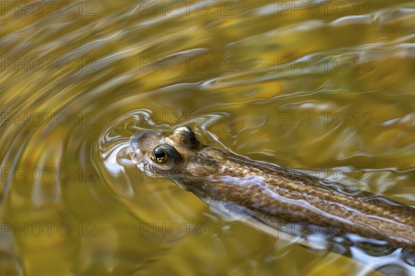 Largescale four-eyes (Anableps anableps), species of four-eyed fish native to fresh and brackish waters of northern South America and Trinidad