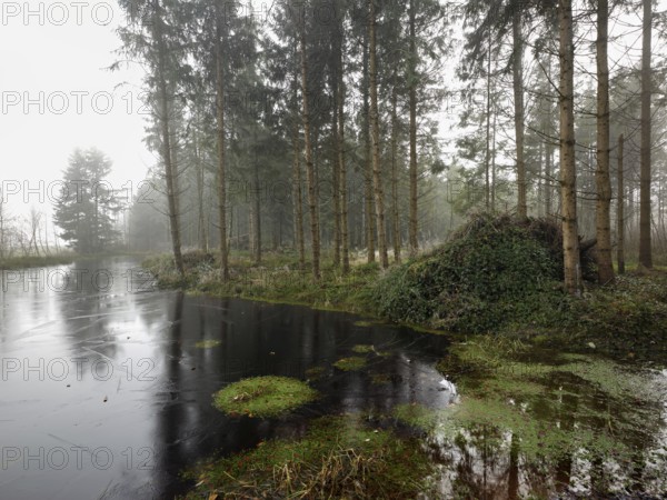 Ballmoos forest reserve, raised bog in the fog, Lieliwald, Lindenberg, Horben, Canton Lucerne, Switzerland, Europe