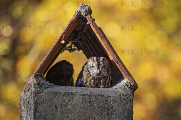 Tawny Owl (Strix aluco) pair resting in a chimney, Baden-Wuerttemberg, Germany, Europe
