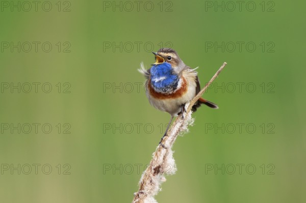 Bluethroat (Luscinia svecica cyanecula) male singing from cattail, Netherlands