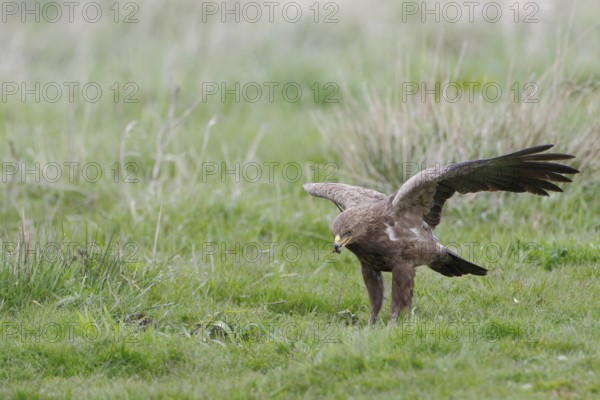 Schreiadler, lat. Aquila pomarina, auf Wiese stehend und Fallwild kröpfend