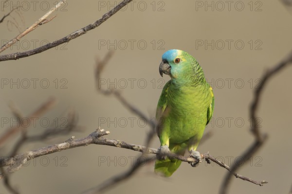 St. Lucia Amazon (Amazona versicolor) perched on a branch, Bolivia, South America