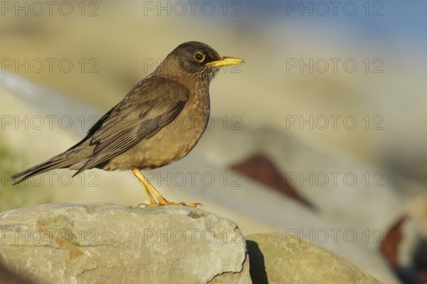 Austral Thrush (Turdus falklandii) on a rocky beach in the Falkland Islands