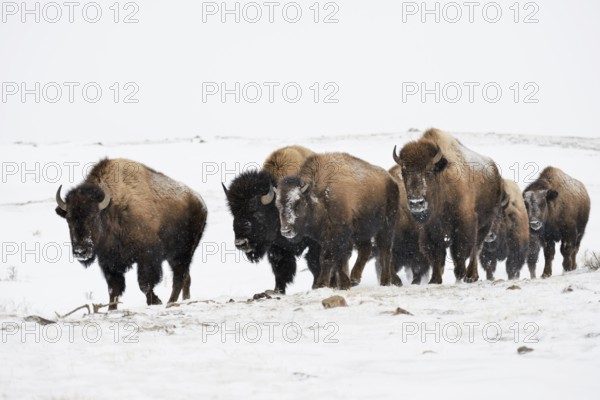 American Bison (Bos bison) big group gathered in snow, Yellowstone National Park, Wyoming, USA, North America