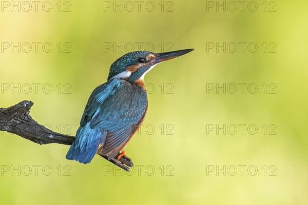 Common Kingfisher (Alcedo atthis) female perched on a branch, Saxony-Anhalt, Germany, Europe
