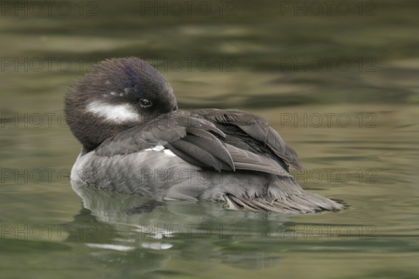 Bufflehead (Bucephala albeola) female, California, USA, North America