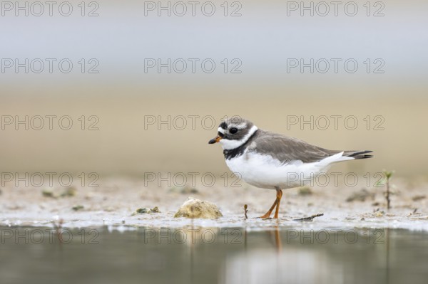 Common Ringed Plover (Charadrius hiaticula) foraging, North Rhine-Westphalia, Germany, Europe