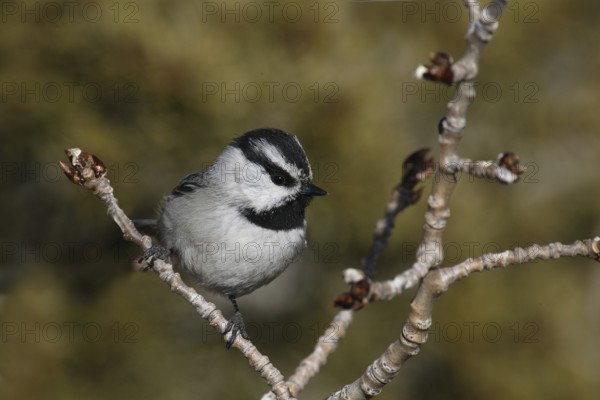 Mountain Chickadee (Poecile gambeli), New Mexico, USA, North America
