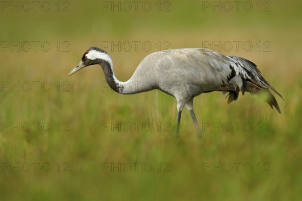 Common Crane, Grus grus, big bird in the nature habitat, Lake Hornborga, Sweden. Crane in the green grass. Wildlife scene from Europe. Grey bird with long neck. Travelling in Sweden