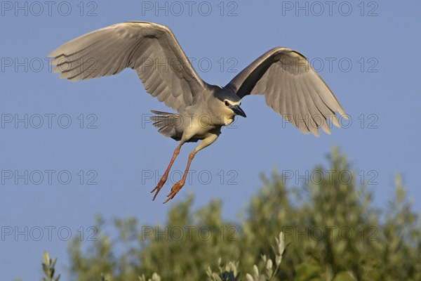 Black-crowned Night Heron (Nycticorax nycticorax) flying, Mallorca, Spain, Europe