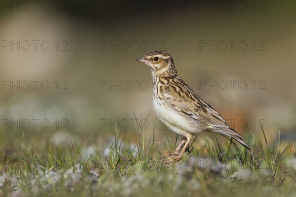 Woodlark (Lullula arborea), Cyprus, Europe