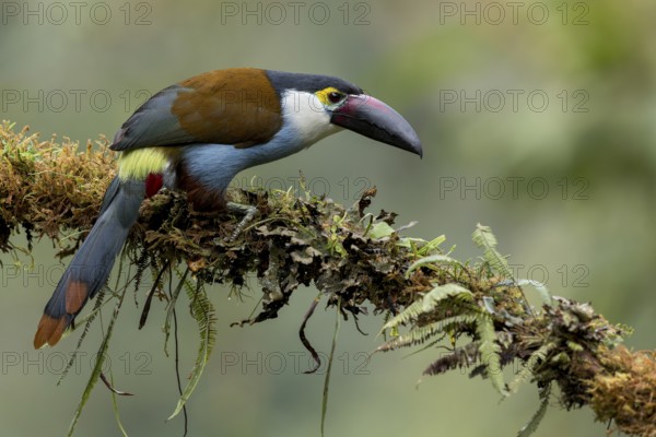 Black-billed Mountain Toucan (Andigena nigrirostris) perched on a branch in Colombia, South America