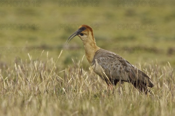 Black-faced Ibis (Theristicus melanopis), Ecuador, South America
