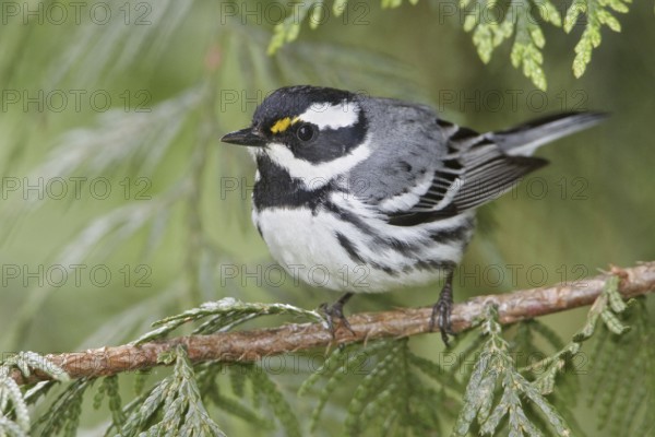 Black-throated Grey Warbler (Setophaga nigrescens), British Columbia, Canada, North America