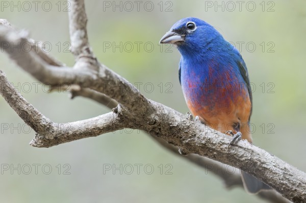 Rose-bellied Bunting (Passerina rositae) perched on a branch in Oaxaca, Mexico, Central America