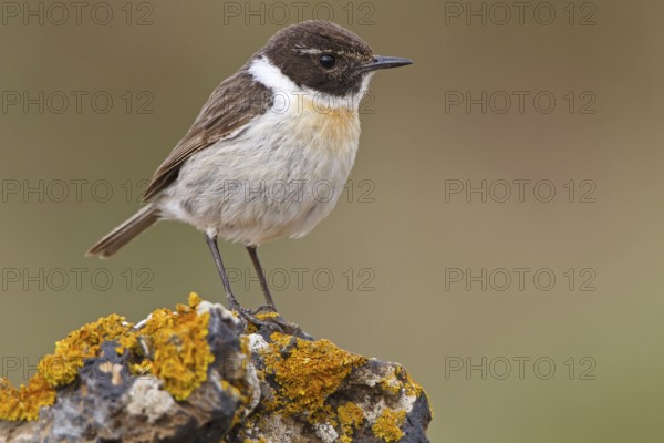 Canary Islands Stonechat (Saxicola dacotiae), Fuerteventura, Spain, Europe
