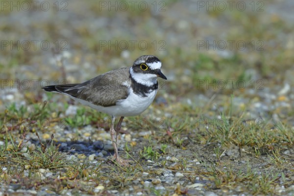 Little Ringed Plover (Charadrius dubius) adult bird standing on a gravel bank at the lakeshore, Wildlife, Lake Neusiedl National Park, Burgenland, Austria, Europe