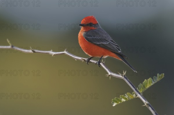 Vermilion Flycatcher (Pyrocephalus rubinus), Arizona, USA, North America