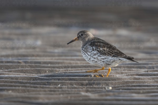 Purple Sandpiper (Calidris maritima), Varanger, Norway, Europe
