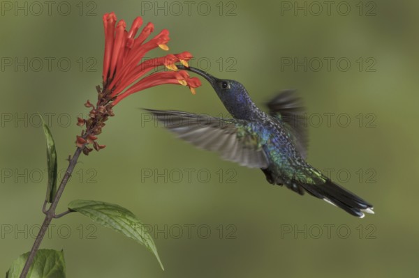 Violet Sabrewing (Campylopterus hemileucurus), Costa Rica, Central America