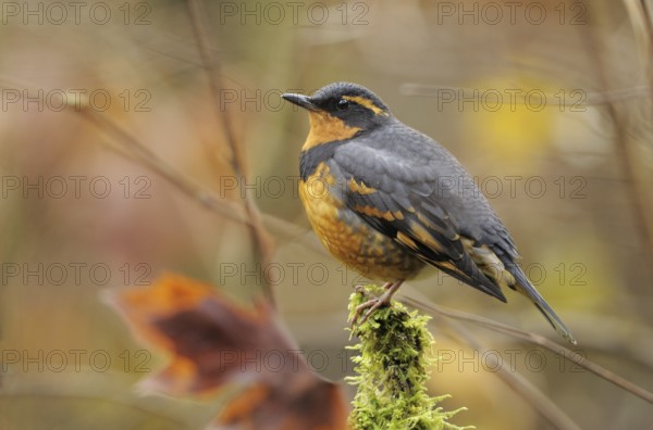 Varied Thrush (Ixoreus naevius), British Columbia, Canada, North America