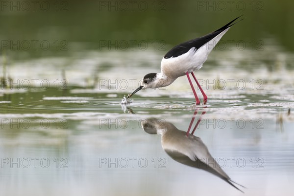 Black-winged Stilt (Himantopus himantopus), foraging in the water, Neusiedler See-Seewinkel National Park, Burgenland, Austria, Europe
