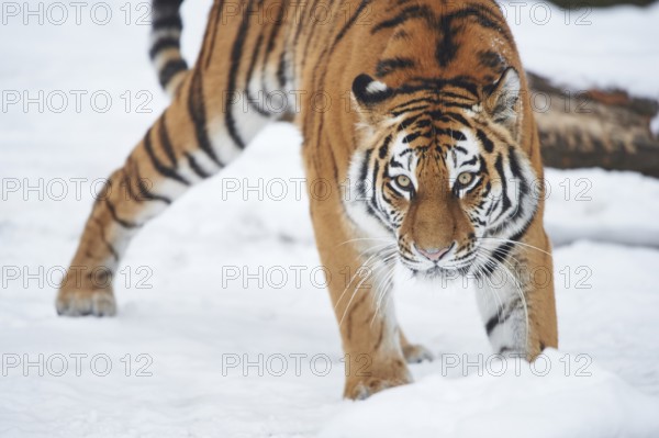 Close-up of a Siberian tiger (Panthera tigris altaica) cub, captive