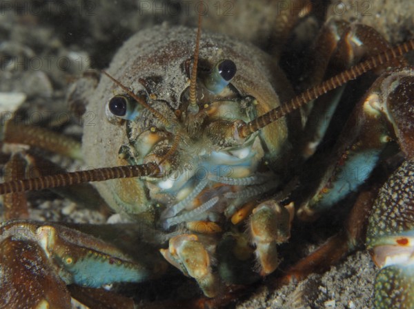 Close-up of a signal crayfish (Pacifastacus leniusculus), American crayfish, invasive species, its bluish details are clearly visible. Dive site Terlinden, Küsnacht, Lake Zurich, Canton Zurich, Switzerland, Europe