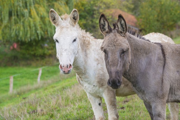 Two donkeys (Equus asinus asinus) or domestic donkeys, completely grey-coloured variant with eel line and shoulder cross and rare, white animal, standing on a dike, green meadow with fence and trees and the red roof of a rural building in the background, summer, early autumn, looking into the camera, pricked ears, attentive, close-up, portrait, portrait, Landkreis Heidekreis, Allertal, Niedersachsen, Germany, Landkreis Heidekreis, Allertal, Niedersachsen, Germany, Europe