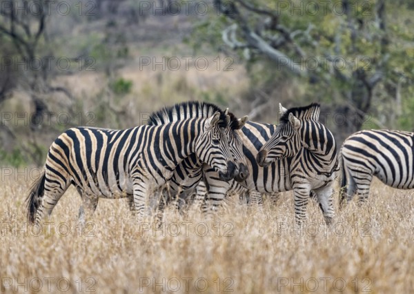 Plains zebras (Equus quagga), cuddling, heads together, in high grass, Kruger National Park, South Africa, Africa